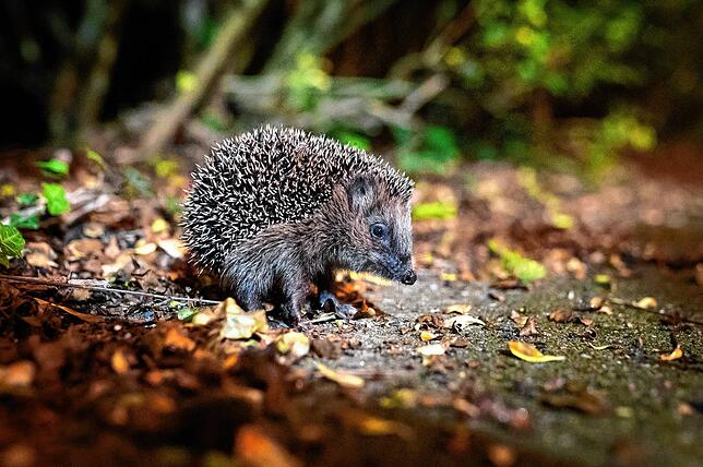 Ein junger Braunbrustigel (Erinaceus europaeus) sitzt zwischen Laub auf einem Gehweg vor einem Gebüsch. Der Igel ist zum Tier des Jahres ...