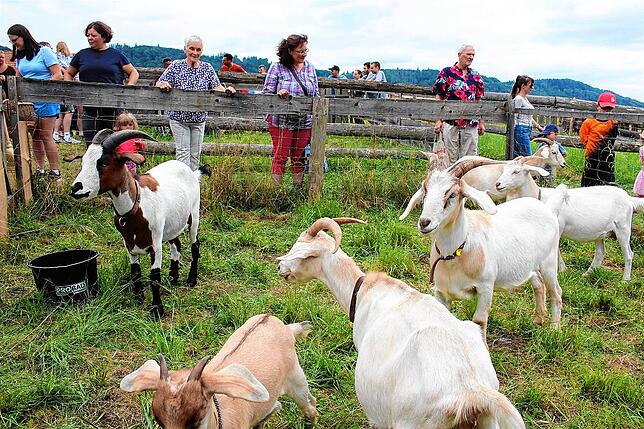 Bild 10: Tausende Besucher an der Bohlinger Sichelhenke