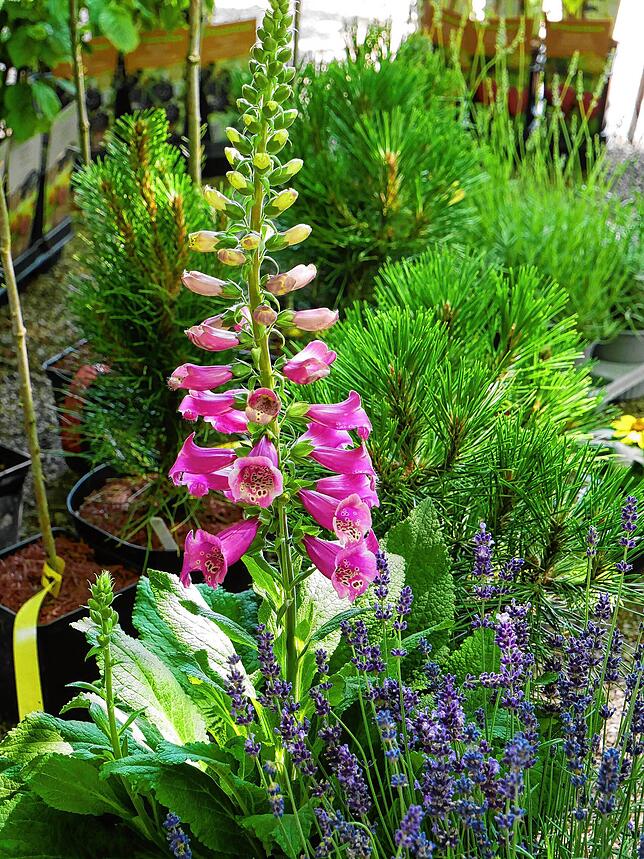 Impressionen von der Gartenlust-Ausstellung im Park von Schloss Schönau