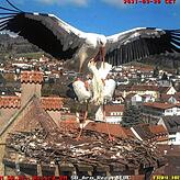 Das neue Storchenpaar auf dem Bischofschloss...