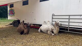 Dromedare und Trampeltiere teilen sich ein Gehege mit 600 Quadratmetern