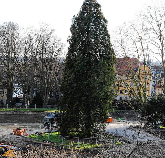 Werden geschützte Bäume, wie dieser, auch bewässtert? Der Verein Bürgerpark hat Zweifel. Der Investor und sein Baumgutachter behaupten, ...