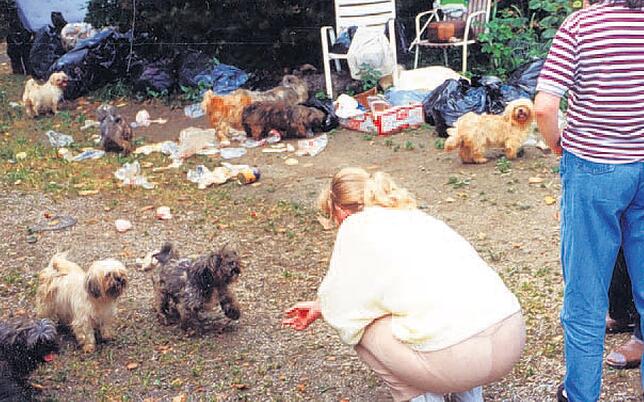 Extremes Beispiel von Tierquälerei in der Region: 1989 wurden in Wehr mehr als 100 Hunde beschlagnahmt. Die Tiere vegetierten in total ...