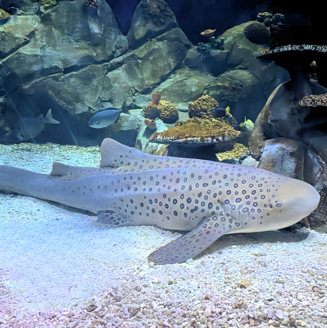 Im Sea Life in Konstanz können Besucher Haie beobachten.
