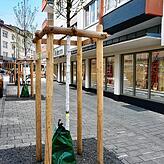 Es geht voran mit der Begrünung der Innenstadt: Unter anderem in der Dammstraße wurden bereits im vergangenen Frühjahr zusätzliche Bäume ...
