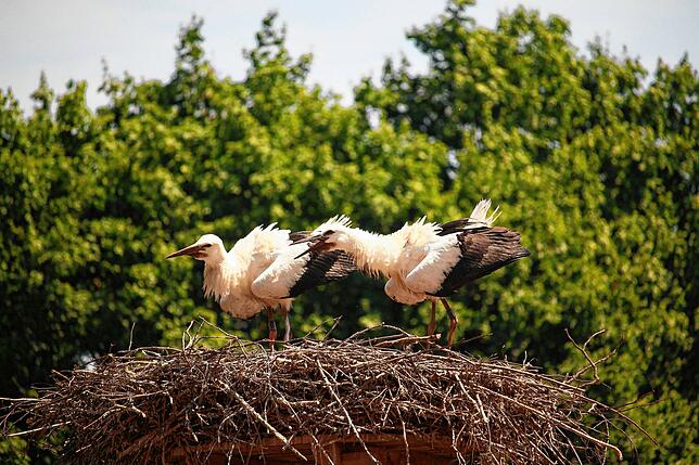 SÜDKURIER-Storch Sausewind (rechts) und sein Bruder Kassanova fühlen sich pudelwohl im Nest, nachdem sie ihre Sender erhalten haben.