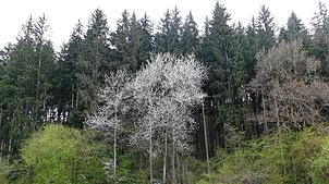 Der Wutacher Gemeindewald wird seit Jahresbeginn vom Kreisforstamt Waldshut bewirtschaftet und gepflegt. Foto: Stefan Limberger-Andris