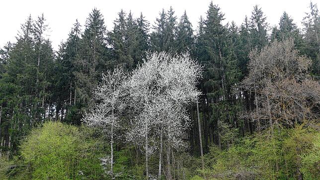 Der Wutacher Gemeindewald wird seit Jahresbeginn vom Kreisforstamt Waldshut bewirtschaftet und gepflegt. Foto: Stefan Limberger-Andris