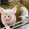 Schwein mit Seltenheitswert: Dies könnte dem Borstentier aus Fischbach bald drohen. Weitere Höfe sind von der Schließung bedroht.
