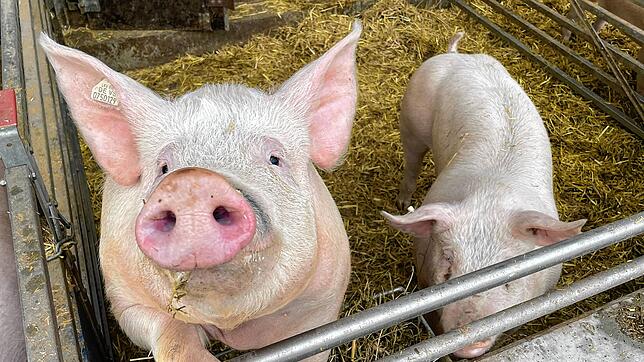 Schwein mit Seltenheitswert: Dies könnte dem Borstentier aus Fischbach bald drohen. Weitere Höfe sind von der Schließung bedroht.