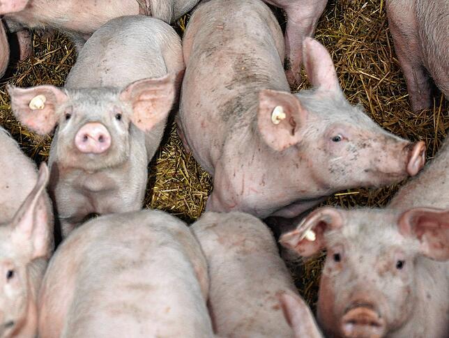 Ferkel auf Stroh in ihrem Stall. Welche Perspektiven hat die Schweinezucht im Südwesten?