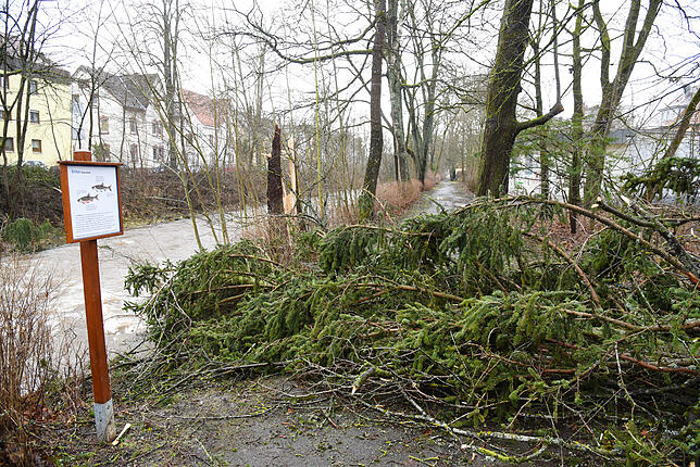 Eine Fichte fällt auf den Weg an der Brigach bei Villingen. Verletzt wird niemand.