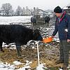 Bernhard Storm füttert hier das jüngste seiner Wagyu-Rinder. Im Hintergrund stehen links eine tragende Kuh und rechts ein vier Jahre ...