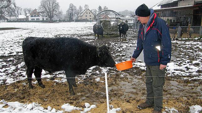 Bernhard Storm füttert hier das jüngste seiner Wagyu-Rinder. Im Hintergrund stehen links eine tragende Kuh und rechts ein vier Jahre ...