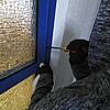 Ein Einbrecher macht sich an einer Tür zu schaffen (Symbolbild).