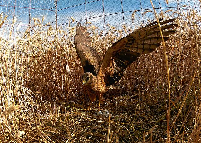 Gerade gelandet: Das Wiesenweihen-Weibchen schaut nach den Eiern. Ein Käfig bietet ihr im Kornfeld Schutz vor dem Fuchs.