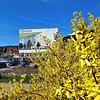 Ein Forsythien-Strauch blüht vor dem weiterhin als Parkplatz genutzten Gelände am Tiengener Sulzerring, wo das Klettgau-Carré entstehen ...