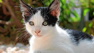 Damit streunende Katzen keinen Nachwuchs bekommen, sollen sie kastriert werden. Bild: Laura Marinovic