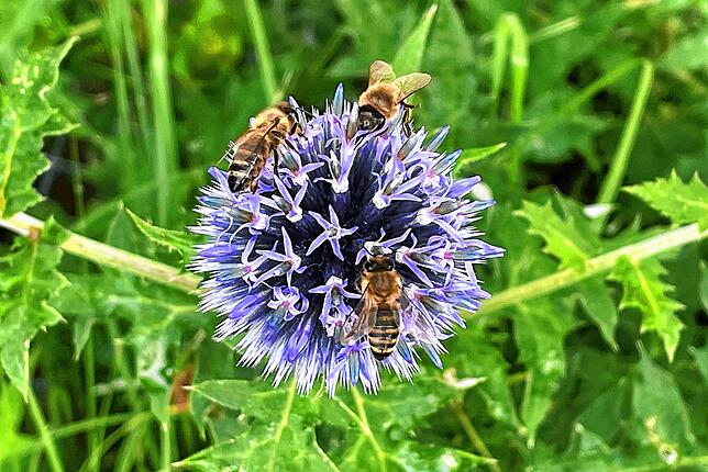 Eine Kugeldistel als Bienenweide.