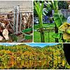 Drei Kälbchen, eine prächtige Bananenstaude und einen goldenen Oktober &ndash; das Jahr 2021 hatte auch gute Nachrichten zu bieten.