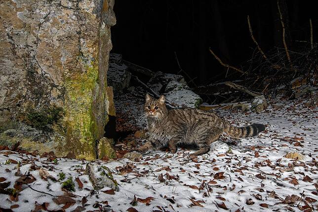 Auf den ersten Blick sehen sich Wildkatze und Hauskatze recht ähnlich.