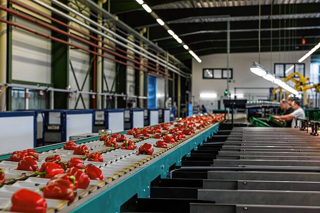 In der Gärtnersiedlung wird auf rund 17 Hektar Gewächshausfläche ganzjährig Gemüse angebaut. Viele Arbeitsschritte sind automatisiert.