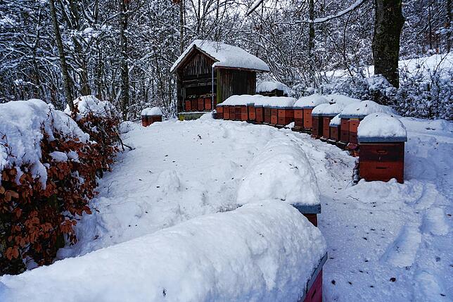 Winterruhe herrscht derzeit bei den Bienen in Albbruck-Birkingen.