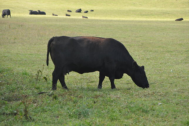 Das Tier gehärt zur Aberdeen Angus Rinder-Herde.