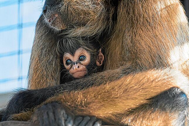 Neugierig blickt der kleine Affe in die Welt.