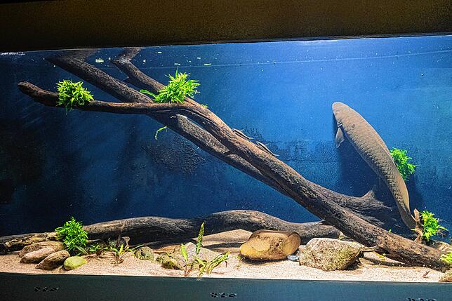 Das Aquarium des Lungenfischs ist das neue Zuhause der Papua-Weichschildkröte.