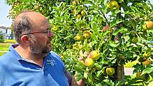 Der Hagnauer Landwirt Michael Meichle baut auch die Apfelsorte Elstar an: Die lange Trockenzeit im Frühjahr hat das Wachstum gehemmt – ...