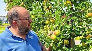 Der Hagnauer Landwirt Michael Meichle baut auch die Apfelsorte Elstar an: Die lange Trockenzeit im Frühjahr hat das Wachstum gehemmt – ...