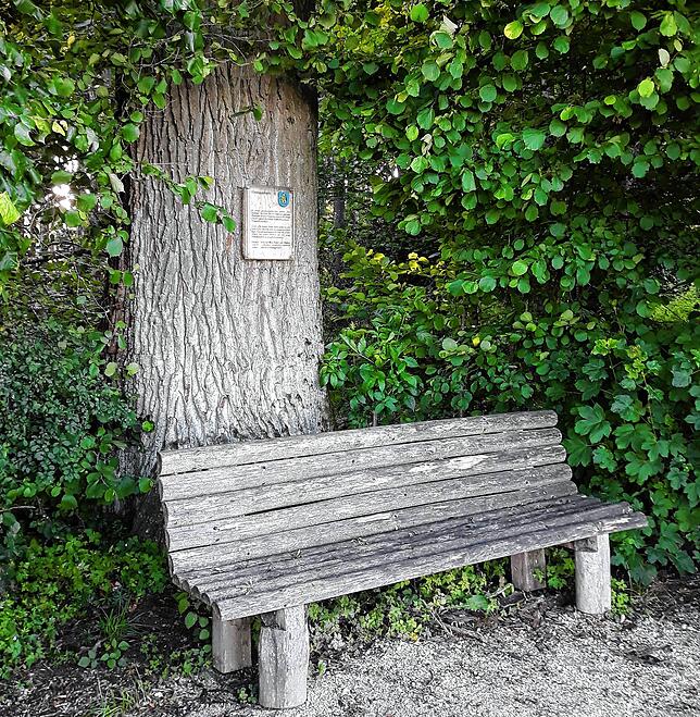 Die Heideggerbank am „Feldweg“, erinnert an den Platz, den der Philosoph Martin Heidegger gerne aufgesucht hat.
