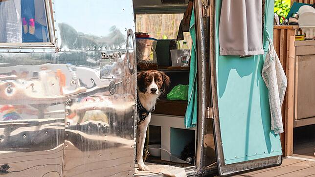 Ein Caravan auf dem Campingplatz Bruderhofer. Drei der restaurierten Oldtimer sind für Mensch und Hund reserviert.