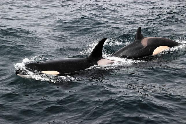 Orcas!