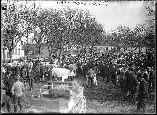 Der Martinimarkt, ein Krämer- und Viehmarkt, fand 1913 auf dem La Roche Platz statt.