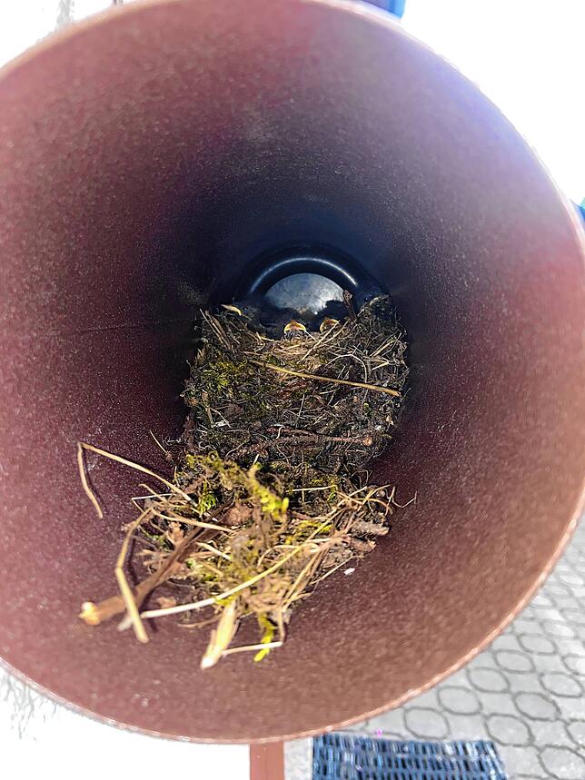Die kleinen Vögel warten auf Futter, die gelben Schnäbelchen sind weit geöffnet und ragen über den Rand des Nests heraus. Bald wird der ...