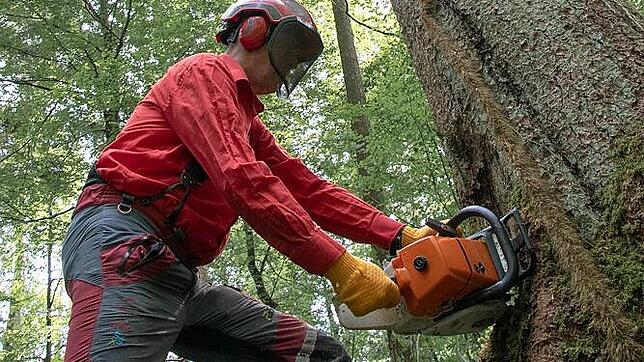Im Waldshuter Forst mussten im August Bäume wegen extremen Borkenkäferbefalls gefällt werden.