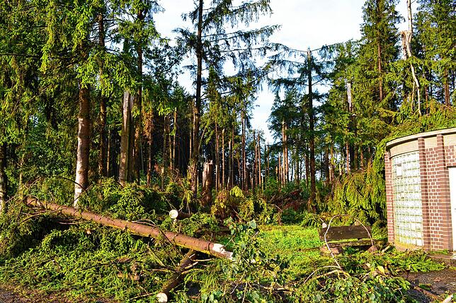 Im Wald gegenüber dem Boller Sportplatz wurden Bäume entwurzelt und zum Teil wie Streichhölzer abgebrochen.