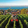 Der neue Traubenvollernter des Maschinenrings Linzgau im Einsatz auf dem Fohrenberg oberhalb von Meersburg.