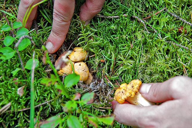 Bis zu einem Kilogramm Pilze dürfen gesammelt werden.