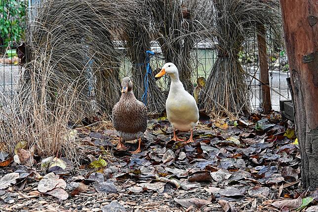 Die beiden Enten Hänsel (links) und Schneeweißchen beleben den Innenhof des Awo-Seniorenzentrums in Wutöschingen. Sie leben seit etwa ...