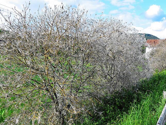 Das sieht richtig gruselig aus, die Raupen der Gespinstmotten haben rund 30 Sträucher und Büsche am Wartenberg eingehüllt und ihrem ...