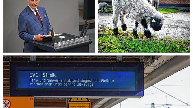 Bild : Dem süßen Lämmchen Attila droht der Schlachter! Das waren die wichtigsten Themen der Woche