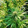 Eine Cannabis-Plantage im Kanton Aargau der Firma Pure Production. Sie beliefert die Stadt Basel für ihr Pilotprojekt zur Legalisierung ...