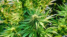 Eine Cannabis-Plantage im Kanton Aargau der Firma Pure Production. Sie beliefert die Stadt Basel für ihr Pilotprojekt zur Legalisierung ...