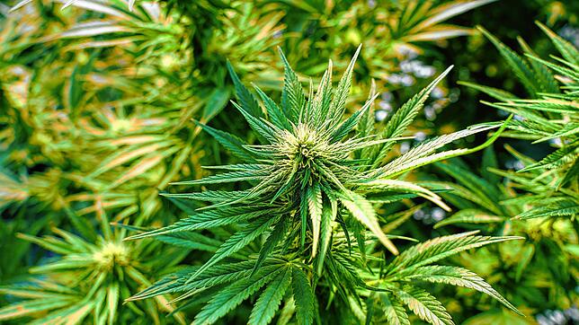Eine Cannabis-Plantage im Kanton Aargau der Firma Pure Production. Sie beliefert die Stadt Basel für ihr Pilotprojekt zur Legalisierung ...