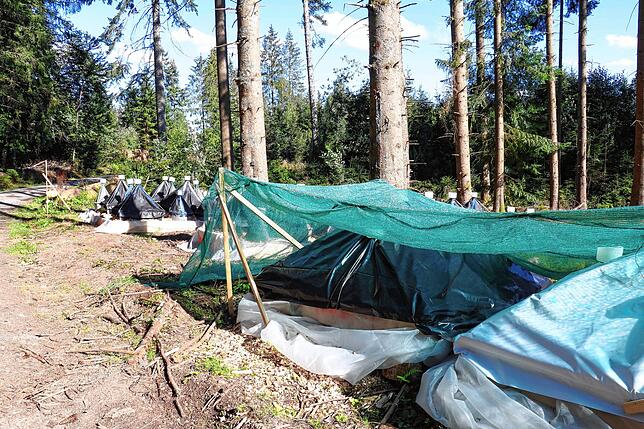 Freilandversuche der Forstlichen Versuchs- und Forschungsanstalt Freiburg im Waldgebiet zwischen Hürrlingen und Seewangen sollen zeigen, ...