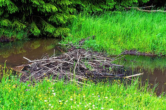 Waldbegehung 2020 mit dem Bad Dürrheimer Gemeinderat. Erste von vier Stationen, der Biber im Wittmannstal.