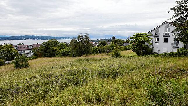 Das Gras wächst auf dem Litzelstetter Gelände am Ortsausgang Richtung Oberdorf, wo eigentlich schon längst Wohnhäuser hätten stehen sollen.